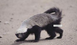 蜜獾爆料自己的视频下载,揭秘幕后真相